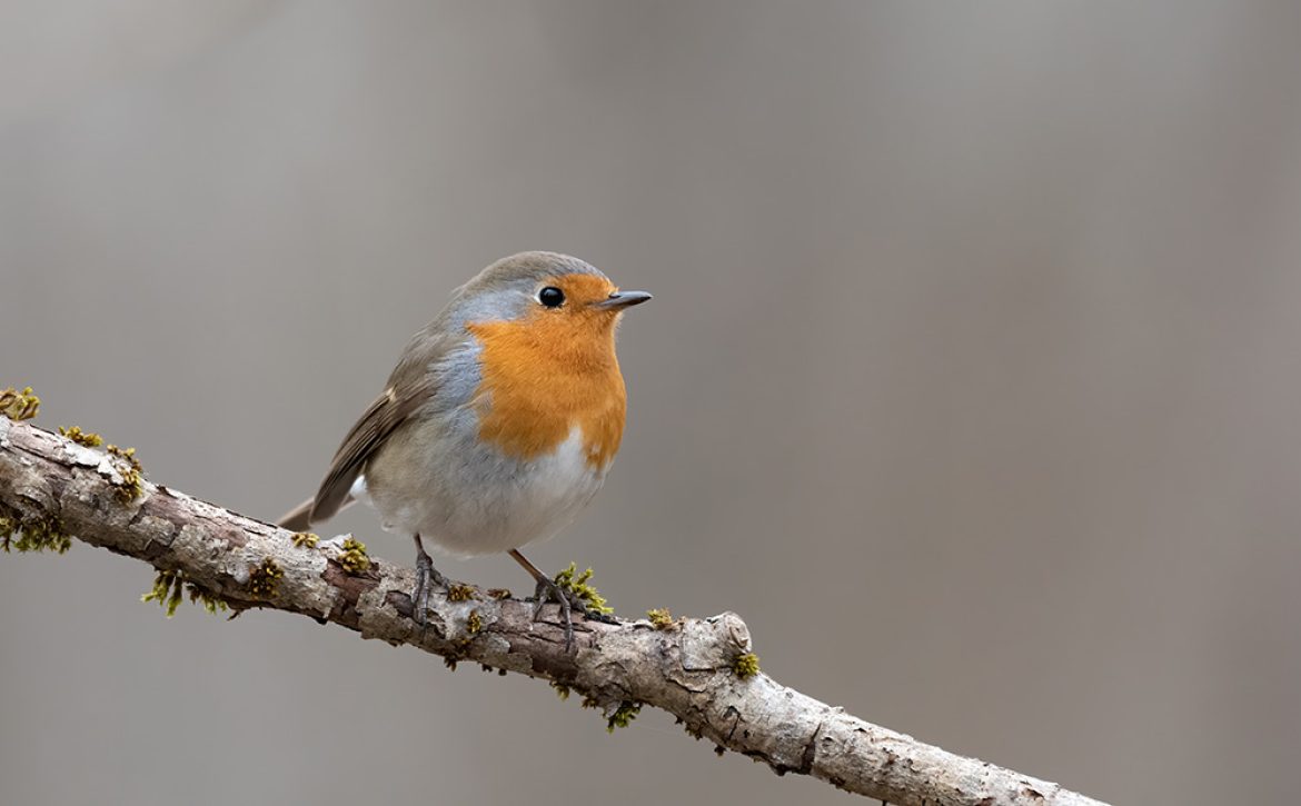 Bird,Sits,On,A,Branch