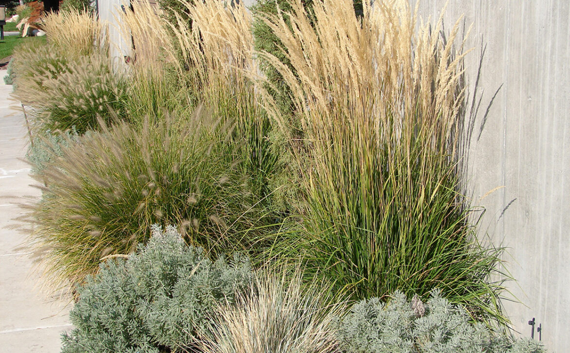 Ornamental,Grasses,And,Perennials,In,A,Xeriscape,Garden,,Karl,Foerster